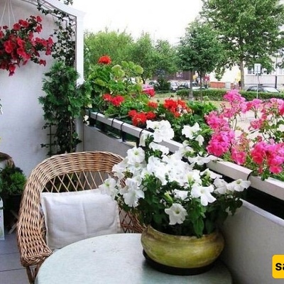 Six Houseplants You Should Know About Before Buying: Important Things to Consider