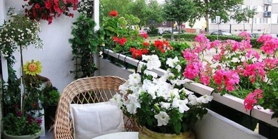 Six Houseplants You Should Know About Before Buying: Important Things to Consider
