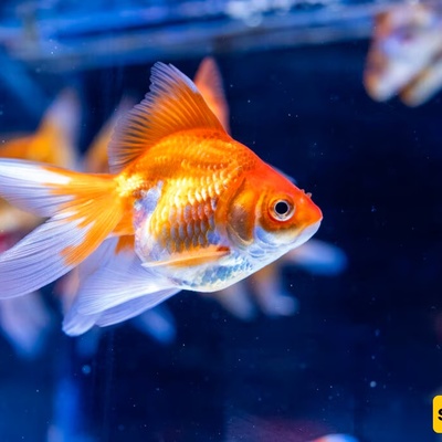 The Oldest Goldfish in the World and Its Remarkable Age