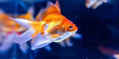 The Oldest Goldfish in the World and Its Remarkable Age