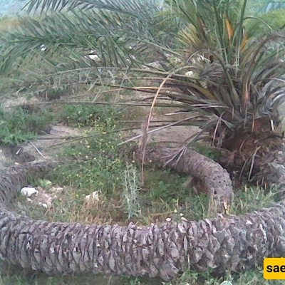 The Rare and Unusual Palm That Blooms Underground