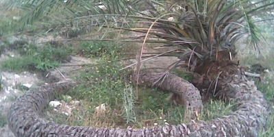 The Rare and Unusual Palm That Blooms Underground