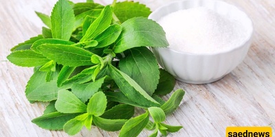 Benefits and Side Effects of the Stevia Plant