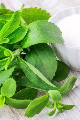 Benefits and Side Effects of the Stevia Plant