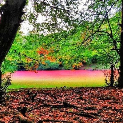 Complete Guide to Hashel Wetland in the Forests of Mazandaran