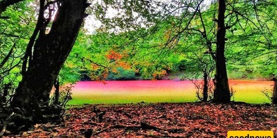 Complete Guide to Hashel Wetland in the Forests of Mazandaran