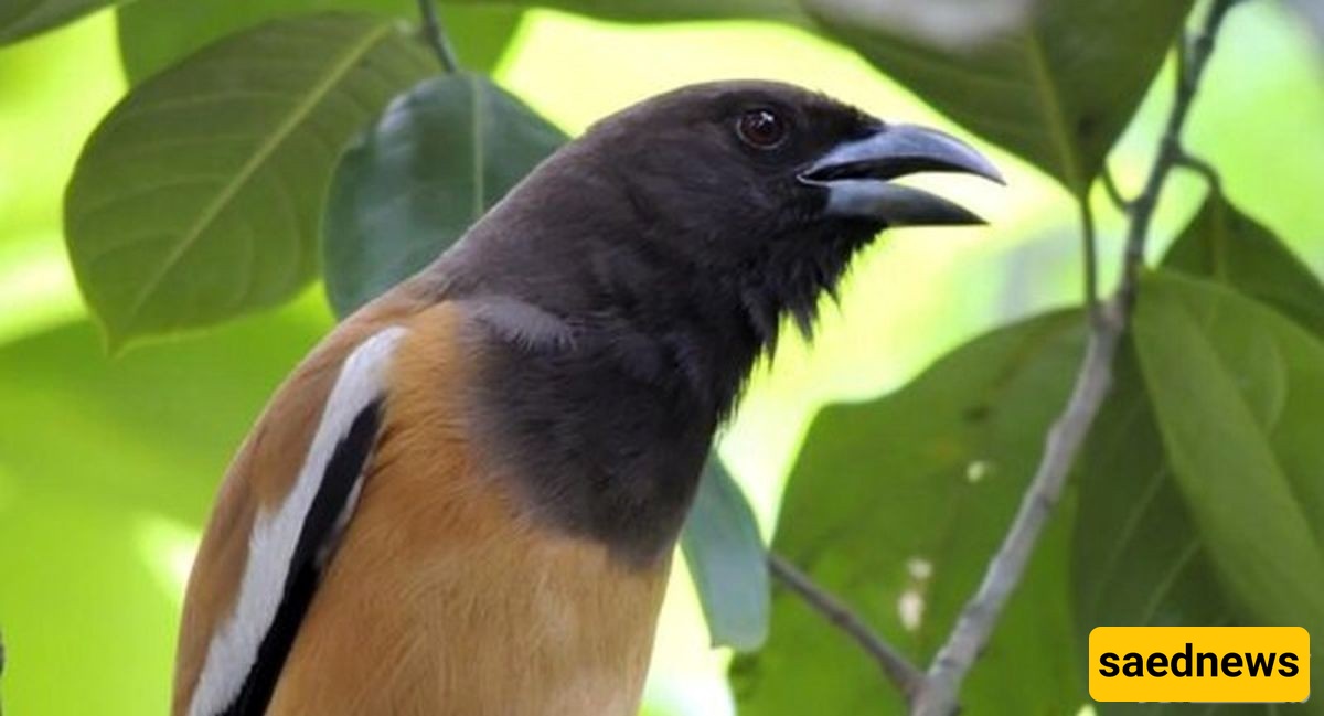 Hooded Pitohui