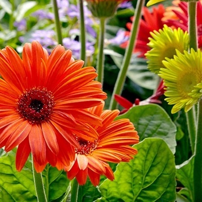 Best Indoor Plants That Purify the Air in Your Home