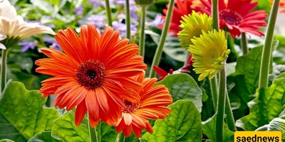 Best Indoor Plants That Purify the Air in Your Home