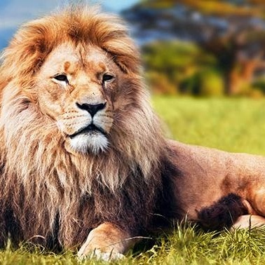 The Secret Behind What Makes the Lion the King of the Jungle