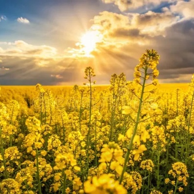 Golden Waves: Discovering Rapeseed Fields