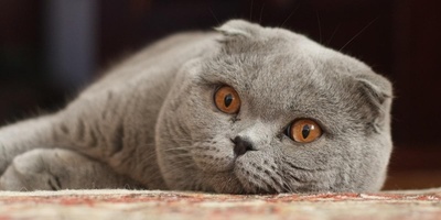 Warning Signs Accompanying a Dry Nose in Cats