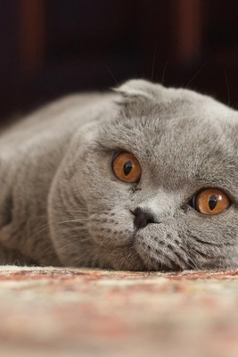 Warning Signs Accompanying a Dry Nose in Cats