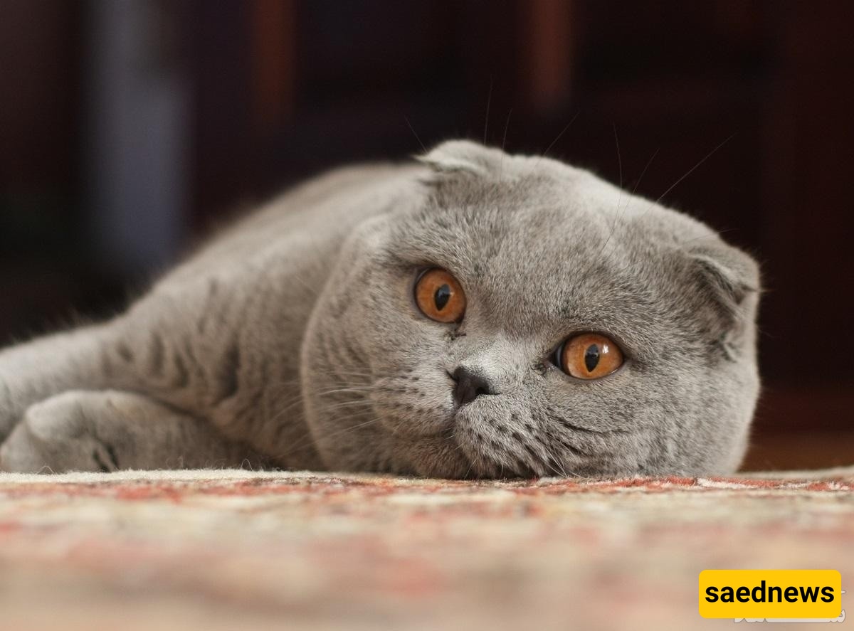 Warning Signs Accompanying a Dry Nose in Cats