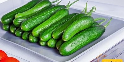 Why Does Cucumber Become Soft So Quickly in the Refrigerator?