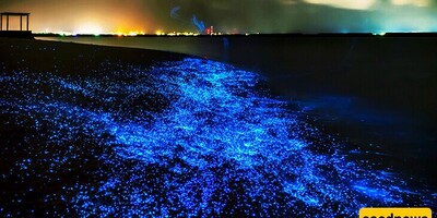 The Amazing Phytoplankton Beach in Southern Iran That Can Only Be Seen in Dreams/ Everyone Must Visit This Place at least once in their life + video