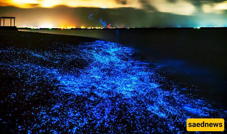 The Amazing Phytoplankton Beach in Southern Iran That Can Only Be Seen in Dreams/ Everyone Must Visit This Place at least once in their life + video