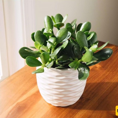 Light, Temperature, and Soil: Key Factors for Thriving Jade Plant
