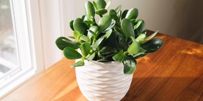 Light, Temperature, and Soil: Key Factors for Thriving Jade Plant