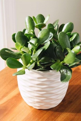 Light, Temperature, and Soil: Key Factors for Thriving Jade Plant