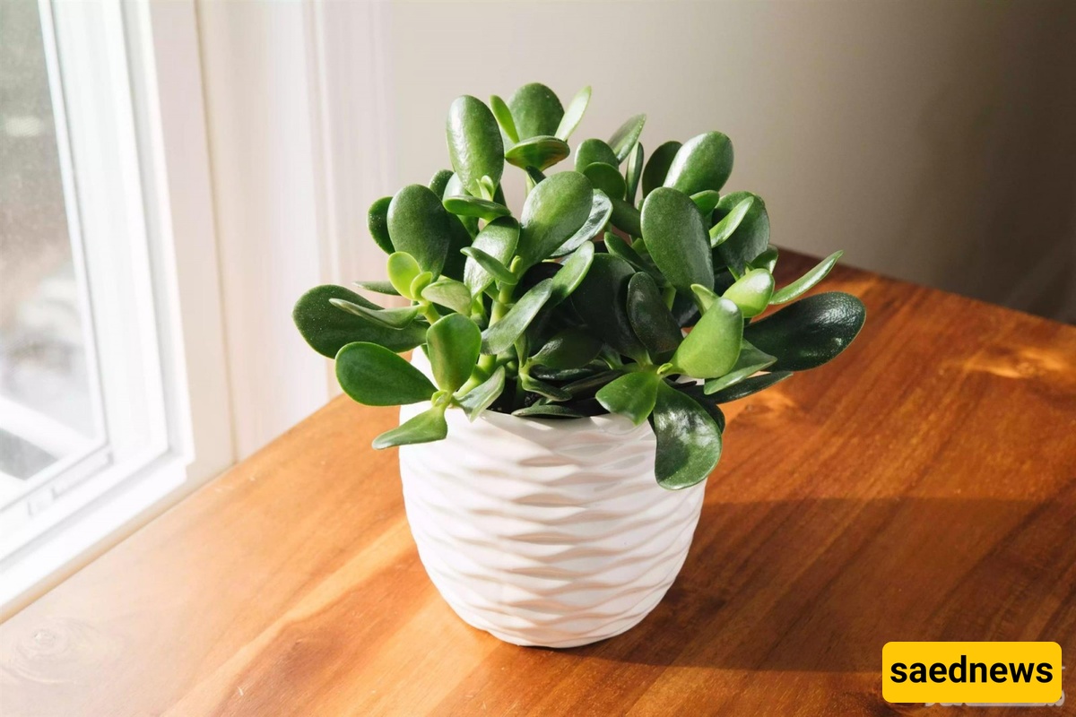 Light, Temperature, and Soil: Key Factors for Thriving Jade Plant