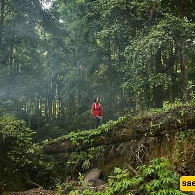 Discover Taiping Shan Forest: One of Taiwan’s Most Fascinating Natural Attractions