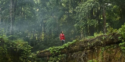 Discover Taiping Shan Forest: One of Taiwan’s Most Fascinating Natural Attractions