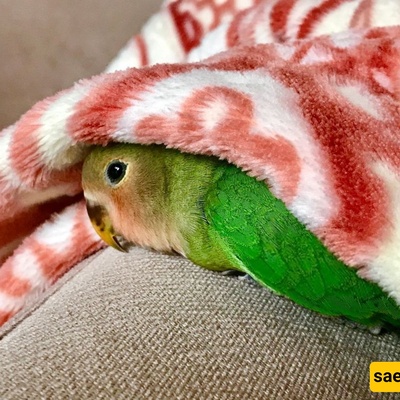 10 Foods That Can Poison Birds