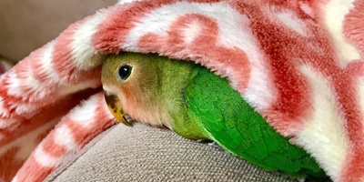10 Foods That Can Poison Birds