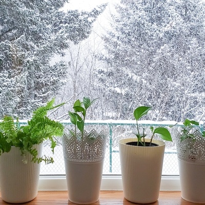 The Best Place to Keep Houseplants in Winter