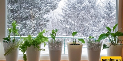 The Best Place to Keep Houseplants in Winter