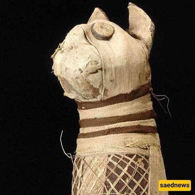 Unusual Mummified Cat with 5 Legs and 3 Tails + Photo