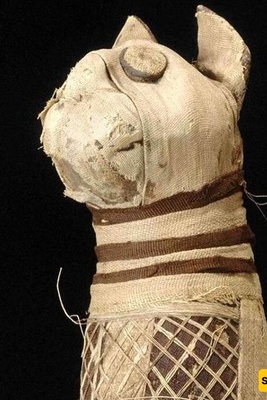 Unusual Mummified Cat with 5 Legs and 3 Tails + Photo