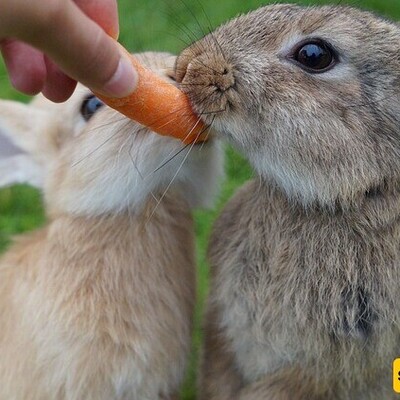 Which plants should rabbits not eat?