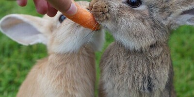 Which plants should rabbits not eat?