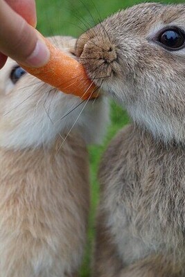 Which plants should rabbits not eat?
