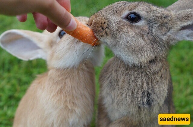 Which plants should rabbits not eat?