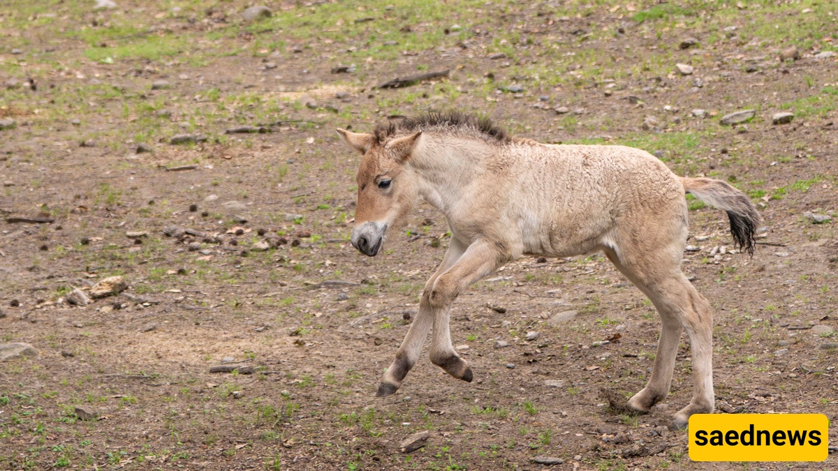 Foal 
