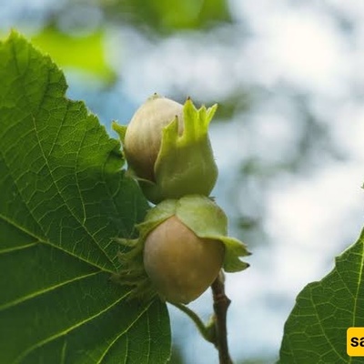 Why Hazelnut Trees Fail to Produce Fruit and How to Increase Yield