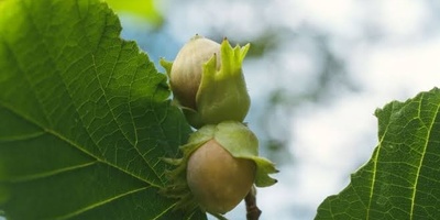 Why Hazelnut Trees Fail to Produce Fruit and How to Increase Yield