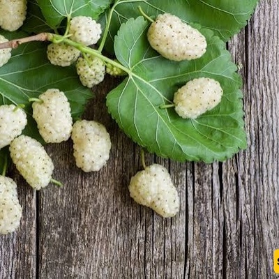 Calories in 100 Grams of Fresh and Dried Mulberries: A Complete Guide