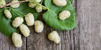 Calories in 100 Grams of Fresh and Dried Mulberries: A Complete Guide