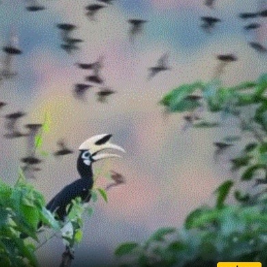 (Video) Wildlife Documentary / Amazing Hunting Of A Flying Bat By The Eastern Pied Hornbill