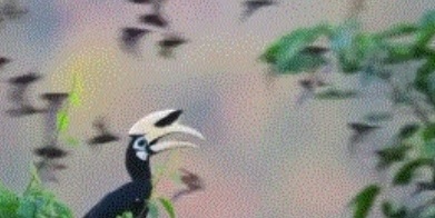 (Video) Wildlife Documentary / Amazing Hunting Of A Flying Bat By The Eastern Pied Hornbill