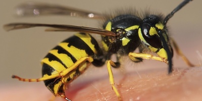 15-Centimeter Bee Attacks a Woman!!
