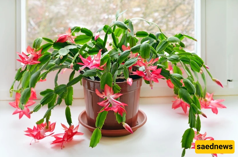 Christmas cactus
