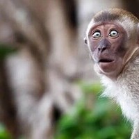 A tense moment as monkeys attack with a pedestrian in the middle of a street/ What a savage attack !