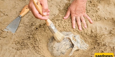 Scientists’ Major Suspicion in Identifying the Oldest Animals on Earth