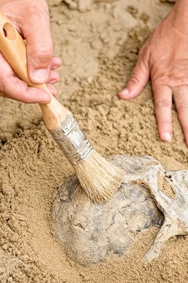 Scientists’ Major Suspicion in Identifying the Oldest Animals on Earth
