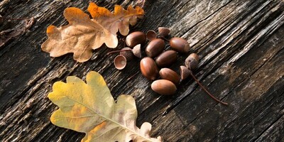 Special Facts You Need to Know About the Health Benefits of Acorn